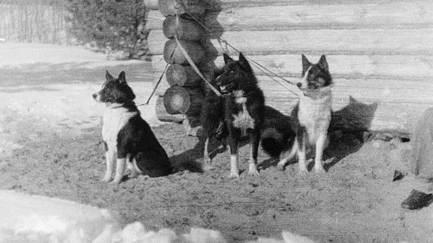 Kolme koiraa, joiden hihnat on kiinnitetty hirsimökin seinään.