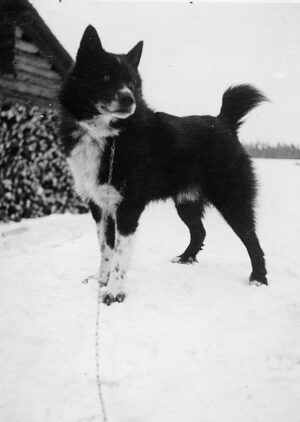 Koira seisoo lumisessa maisemassa ryhdikkäästi. Väritykseltään muuten musta, mutta etuosassa ja etujaloissa on valkoista.