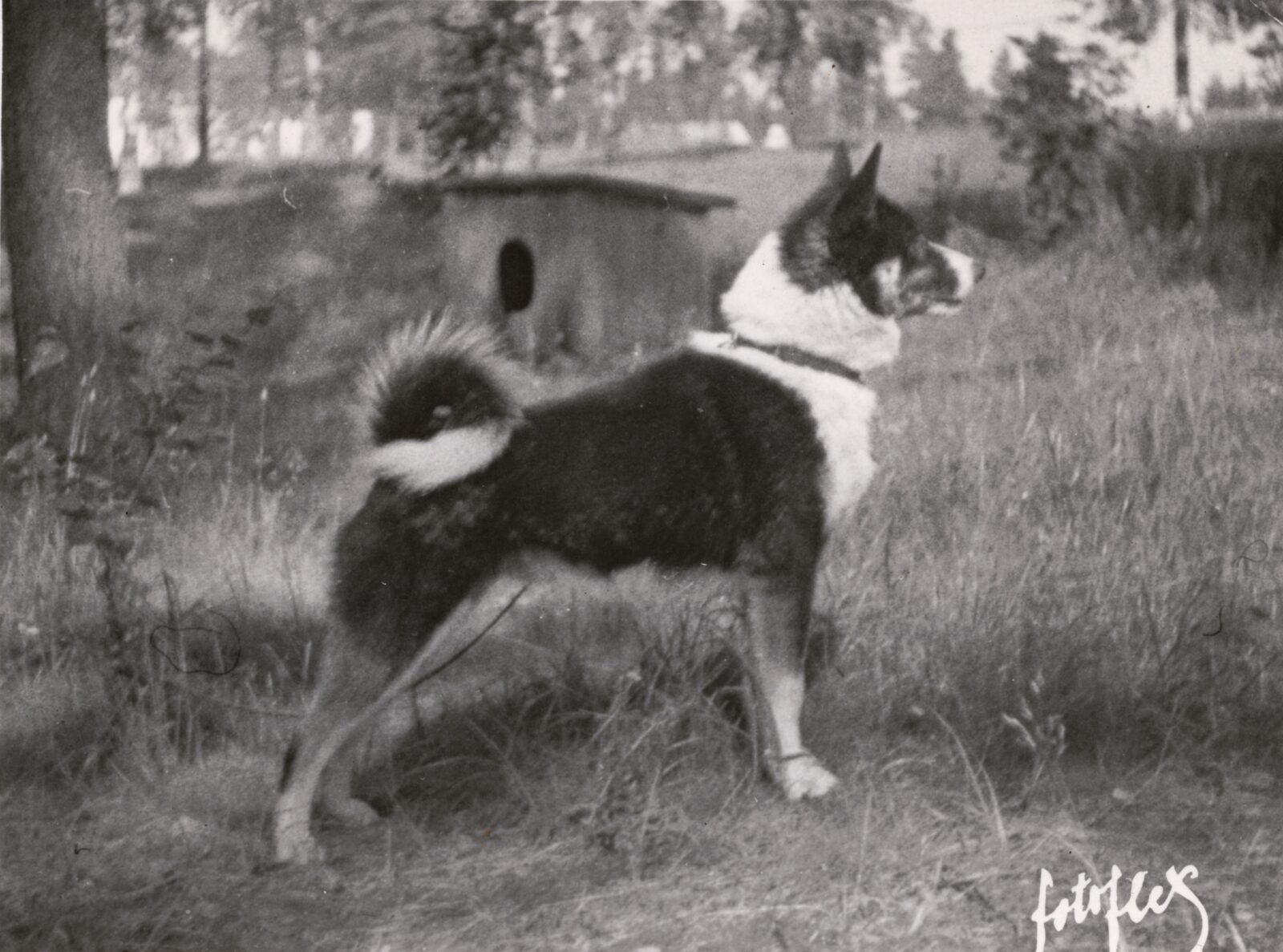 Mustavalkoinen koira seisoo.