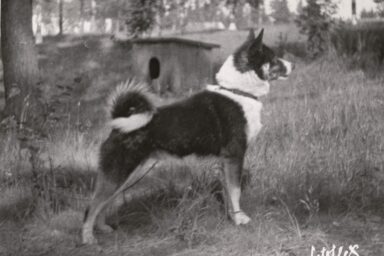 Mustavalkoinen koira seisoo.